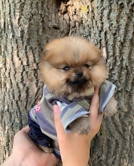 Pomeranian chlapček