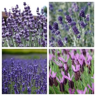 Lavandula - 4 druhy