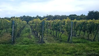 Registrovaný, obrábaný vinič 14,7 áru