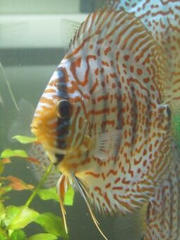 Levamisol-roztok-léčivo na vnitřní parazity skaláry,terčovci