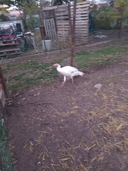 Predám Morku bronzovú