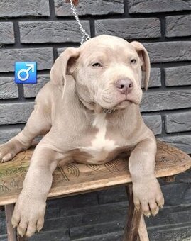 🔥 AMERICAN BULLY 🔥