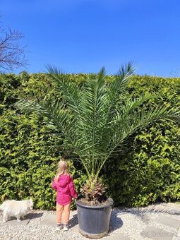 Phoenix canariensis, Kanarsky datlovnik