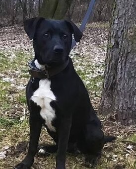 Staford x Labrador