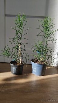 Hattiora cylindrica