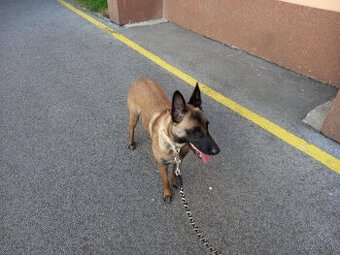 Belgický ovčiak Malinois