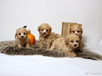 Maltipoo