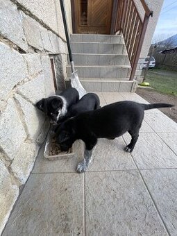 bordel kolia x nemecky ovciak