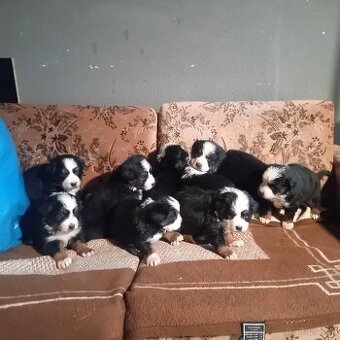 Bernsky  salašnícky pes