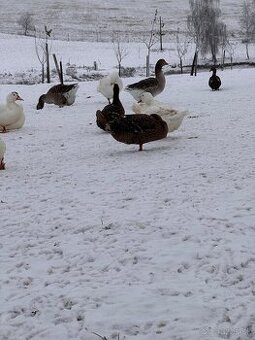 Predalm ruanské kačky, káčerov a husi