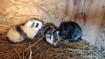 Morské prasiatko. Morča