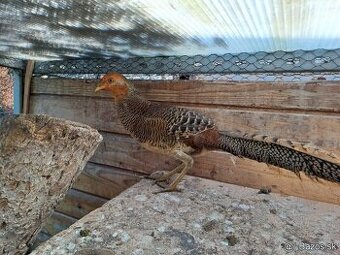 bažant zlatý - 2025 kohut - 2ks