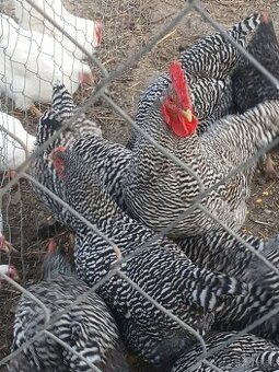 Predám nasadove vajcia Amrox