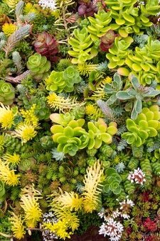 Rozchodniky,sedum,skalnicky,zelená strecha,skalka,suchýmurik