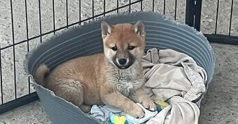 Shiba inu