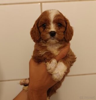 Cavapoo
