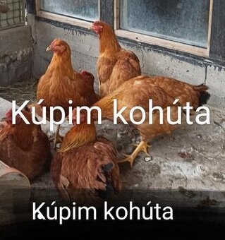 kupim kohuta