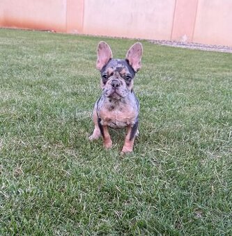 Francuzsky buldoček blue tan merle fenka , isabella fenka