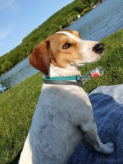 Beagel x Jack Russel teriér