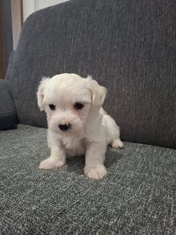 Maltezak mini