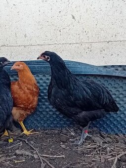 Kohúty Hempšír, Australop