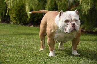 American bully s PP