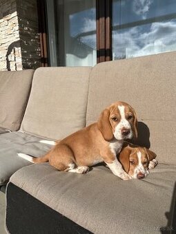 Beagle ,Bigl