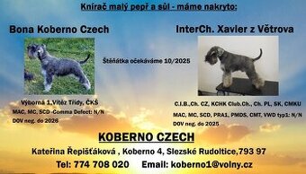 Bradáč malý korenie a sol s PP