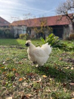 Kohút hodvábničky