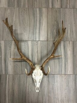 Predám parožie a trofeje