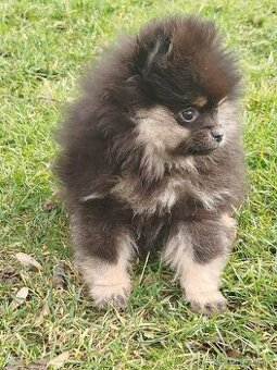 Predám fenkú pomeranian s PP fci