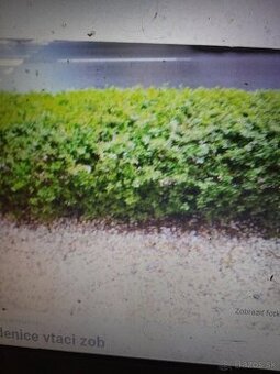 Predam sadenice vtaci zob