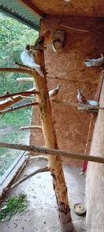 Predam Hrdličky chichotavé