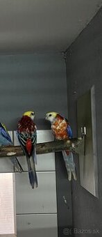 Predám samice rozela žltohlavá opalin