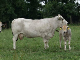 Čistokrvné telné kravy plemena Gasconne