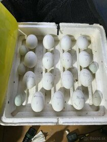 Husacie vajcia - vyfúknuté