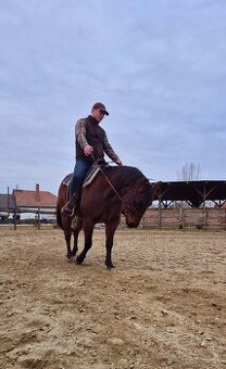Quarter horse