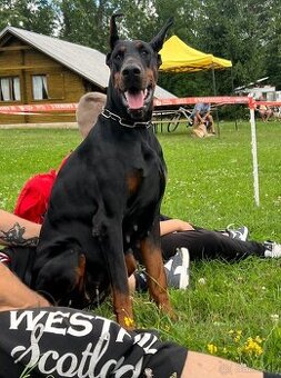 Doberman šteniatka s PP