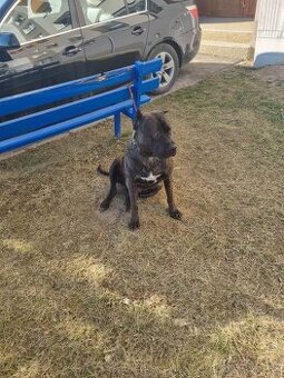 Bandog