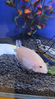Americke cichlidy Amphilophus Citrinellus  a skalare zlaté