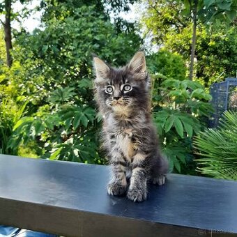 Mainská mývalia mačka / Maine Coon s PP