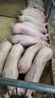 Predám prasiatka 30 kg