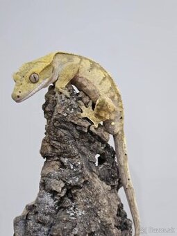 Pagekón riasnatý - Correlophus ciliatus