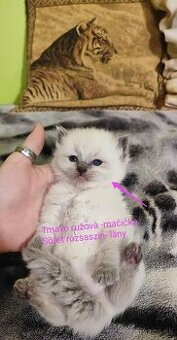 Ragdoll mačičky bez PP