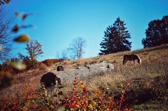 Pastvinové ustajnenie