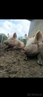 Jatočné ošípané