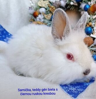 Zakrslý králik teddy gén s VP - samička biela, ruská kresba