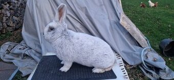 Velky svetly strieborny - samec