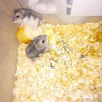 Darujem Džungarskeho skrečka