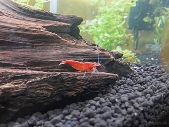 Neocardina davidi Red Cherry